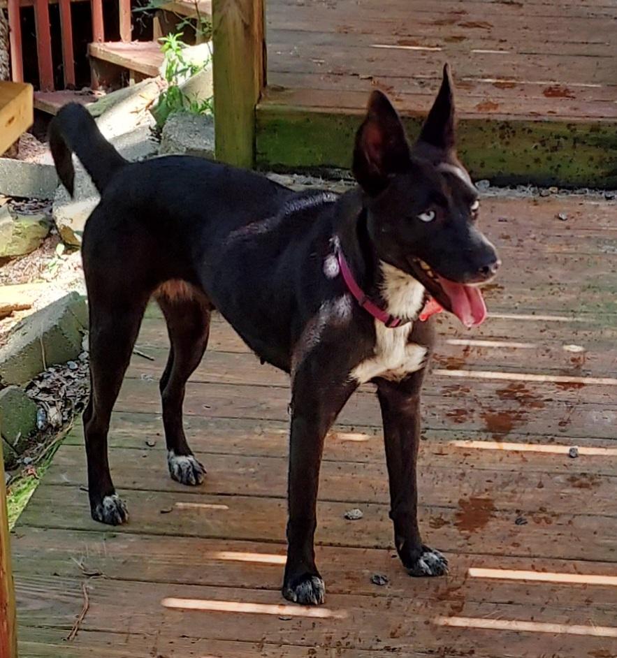 Mystique, a ADOPTABLE mixed breed in Ellijay, GA image 2/6