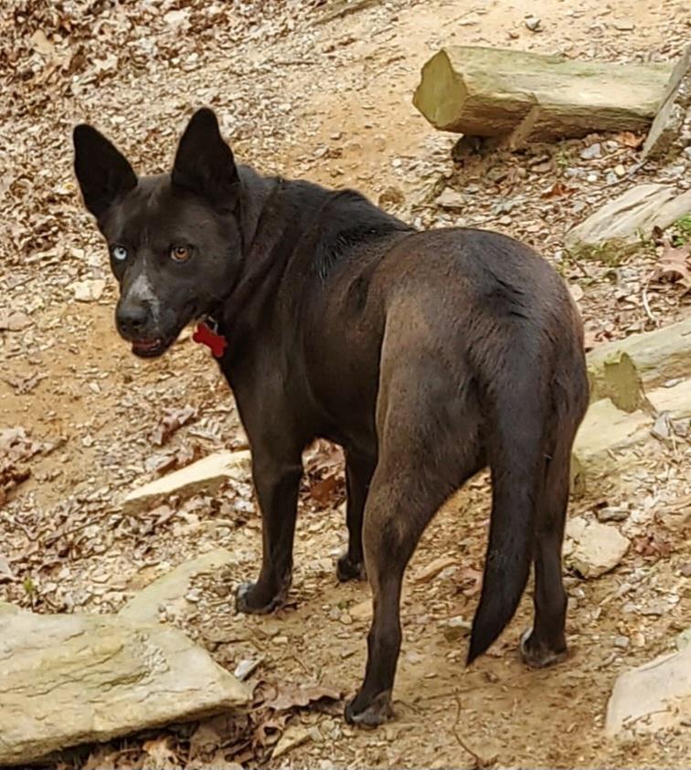 Mystique, a ADOPTABLE mixed breed in Ellijay, GA image 5/6