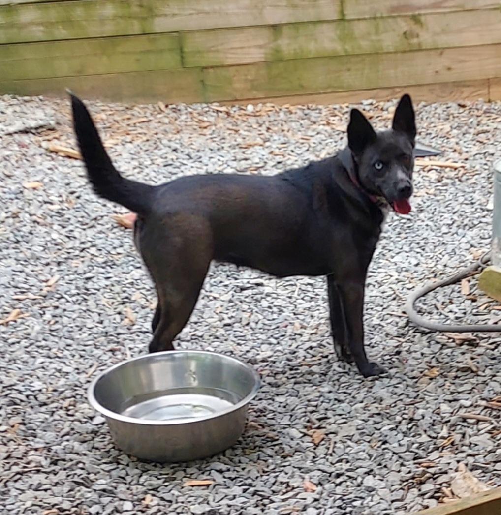 Mystique, a ADOPTABLE mixed breed in Ellijay, GA image 6/6