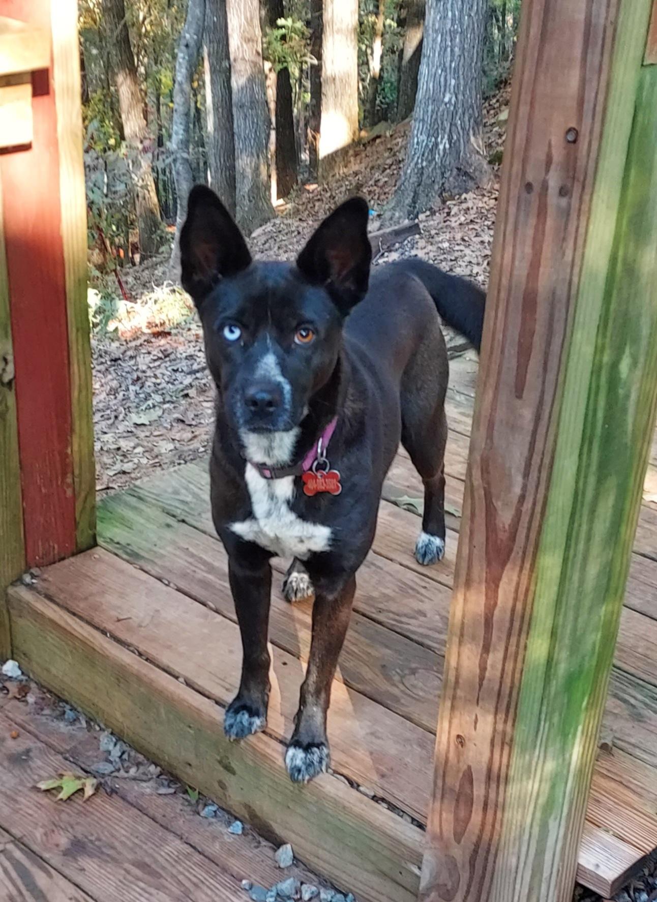Mystique, a ADOPTABLE mixed breed in Ellijay, GA image 4/6