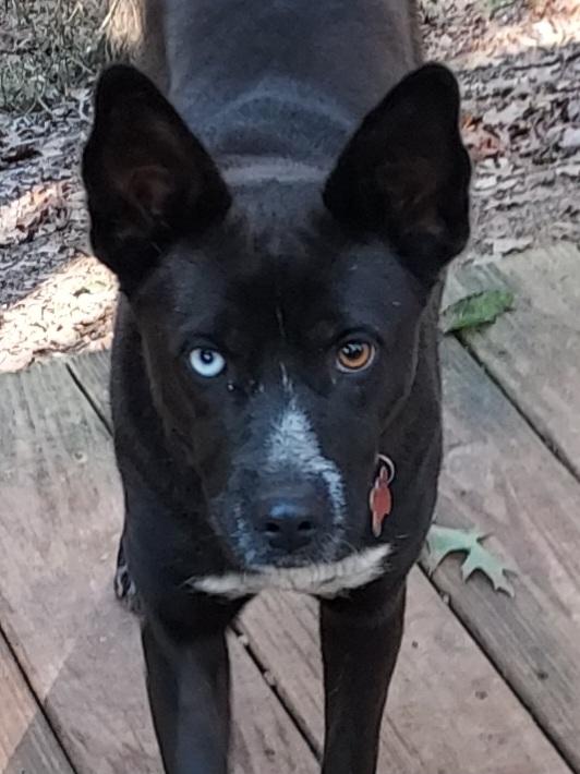 Mystique, a ADOPTABLE mixed breed in Ellijay, GA image 1/6