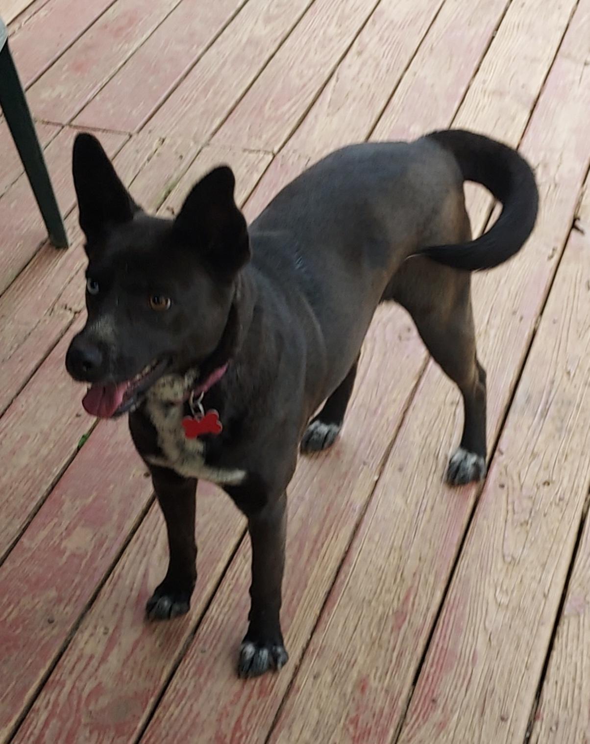 Mystique, a ADOPTABLE mixed breed in Ellijay, GA image 3/6