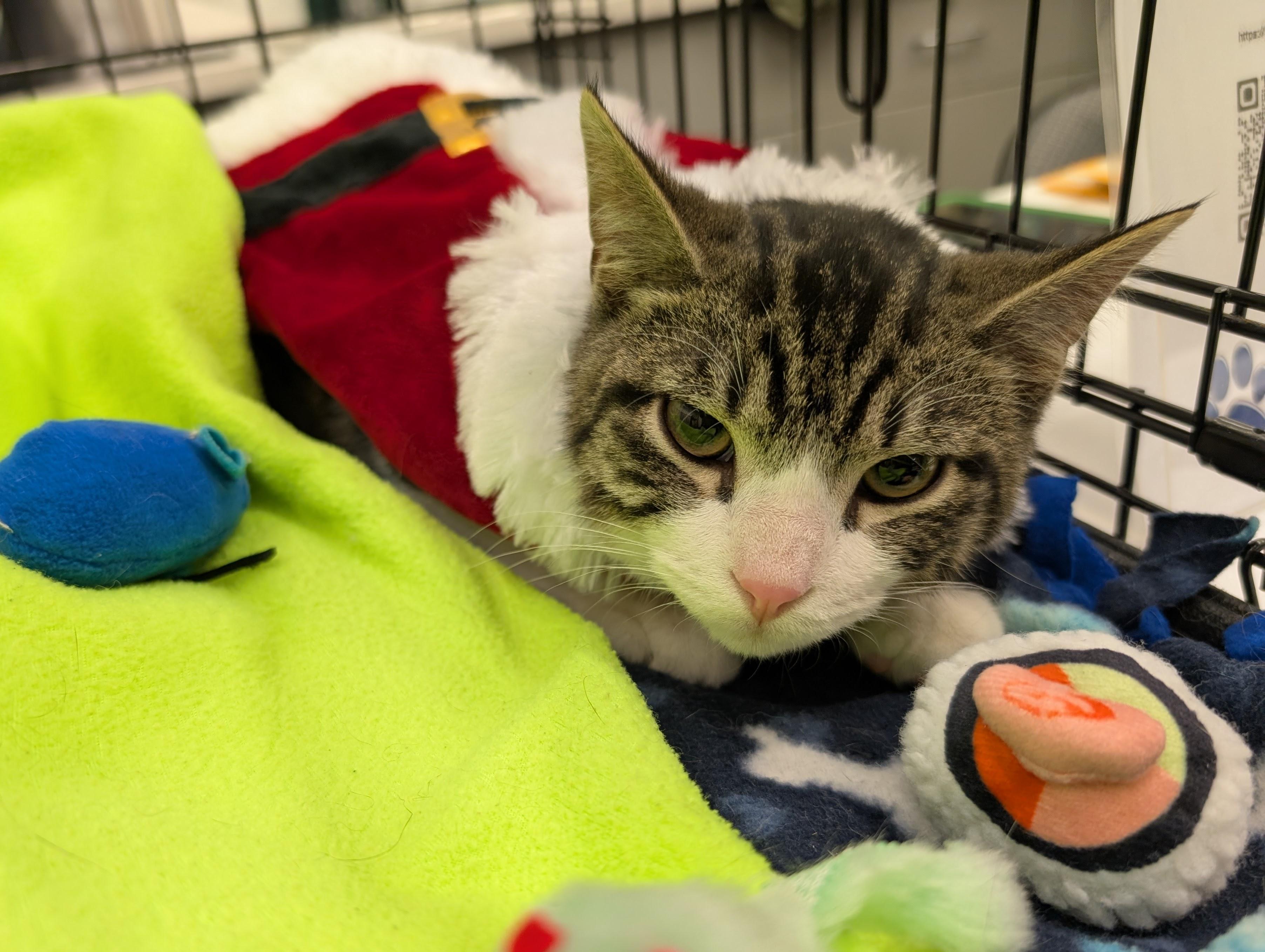 Enlarge Ezekiel, a ADOPTABLE Domestic Short Hair in Grayslake, IL image 3/5