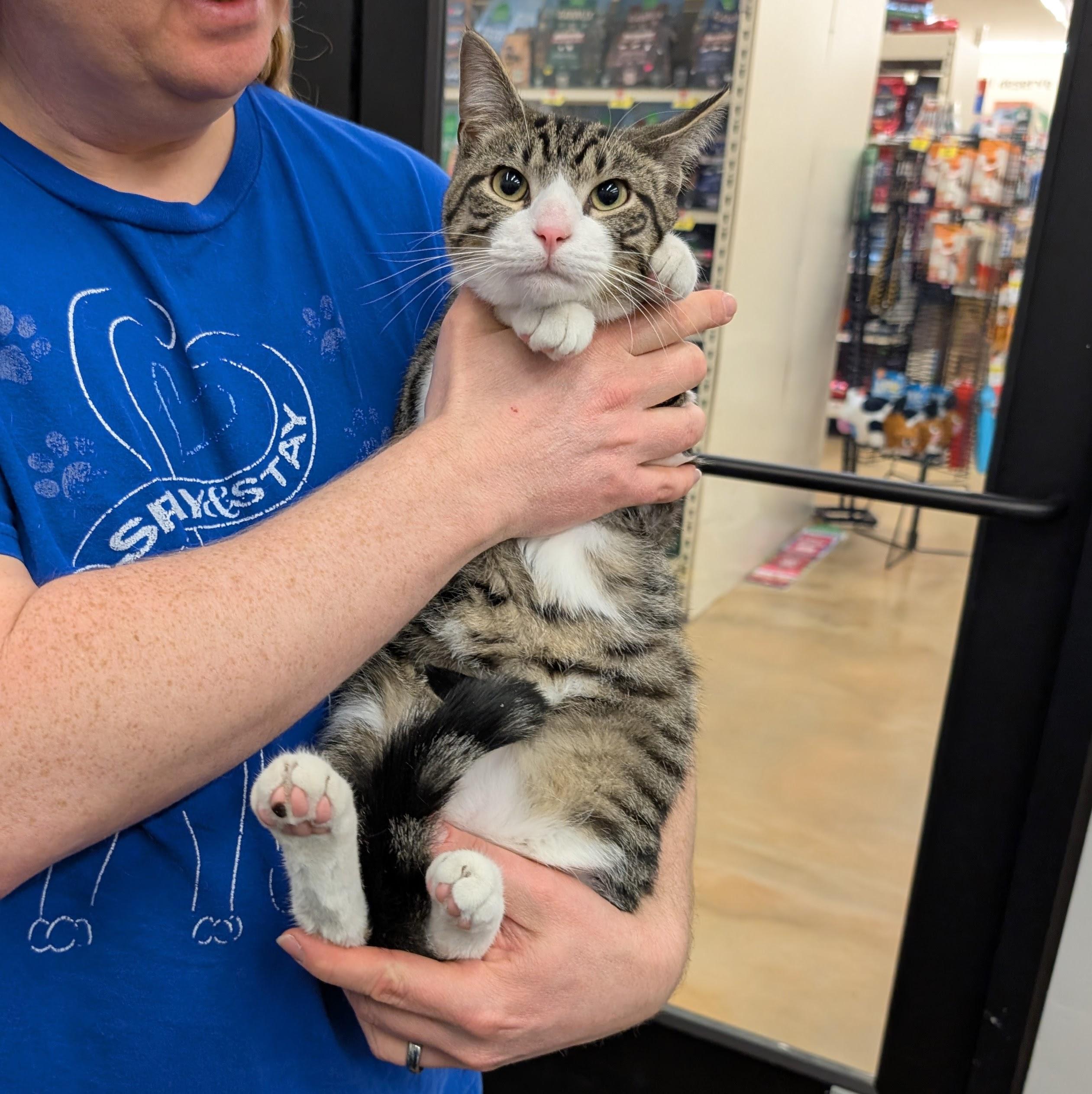 Ezekiel, ADOPTABLE, Young Male Domestic Short Hair.