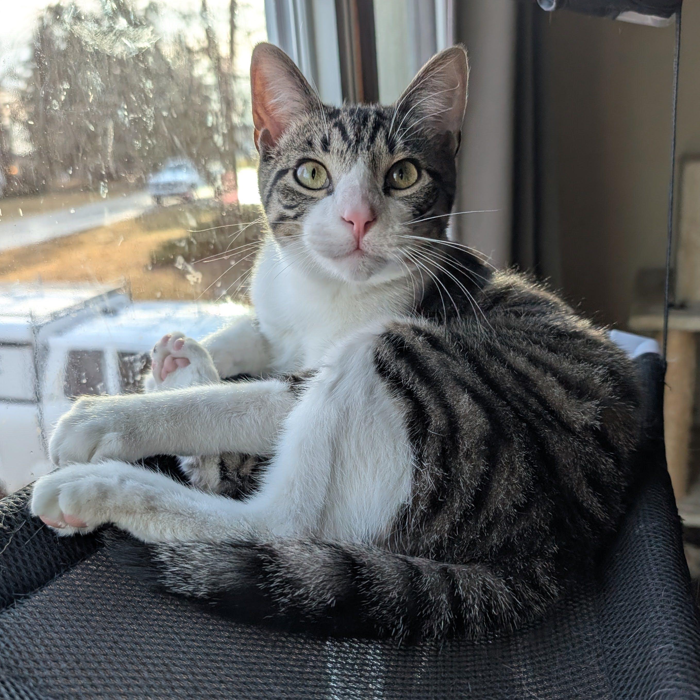 Enlarge Ezekiel, a ADOPTABLE Domestic Short Hair in Grayslake, IL image 4/6