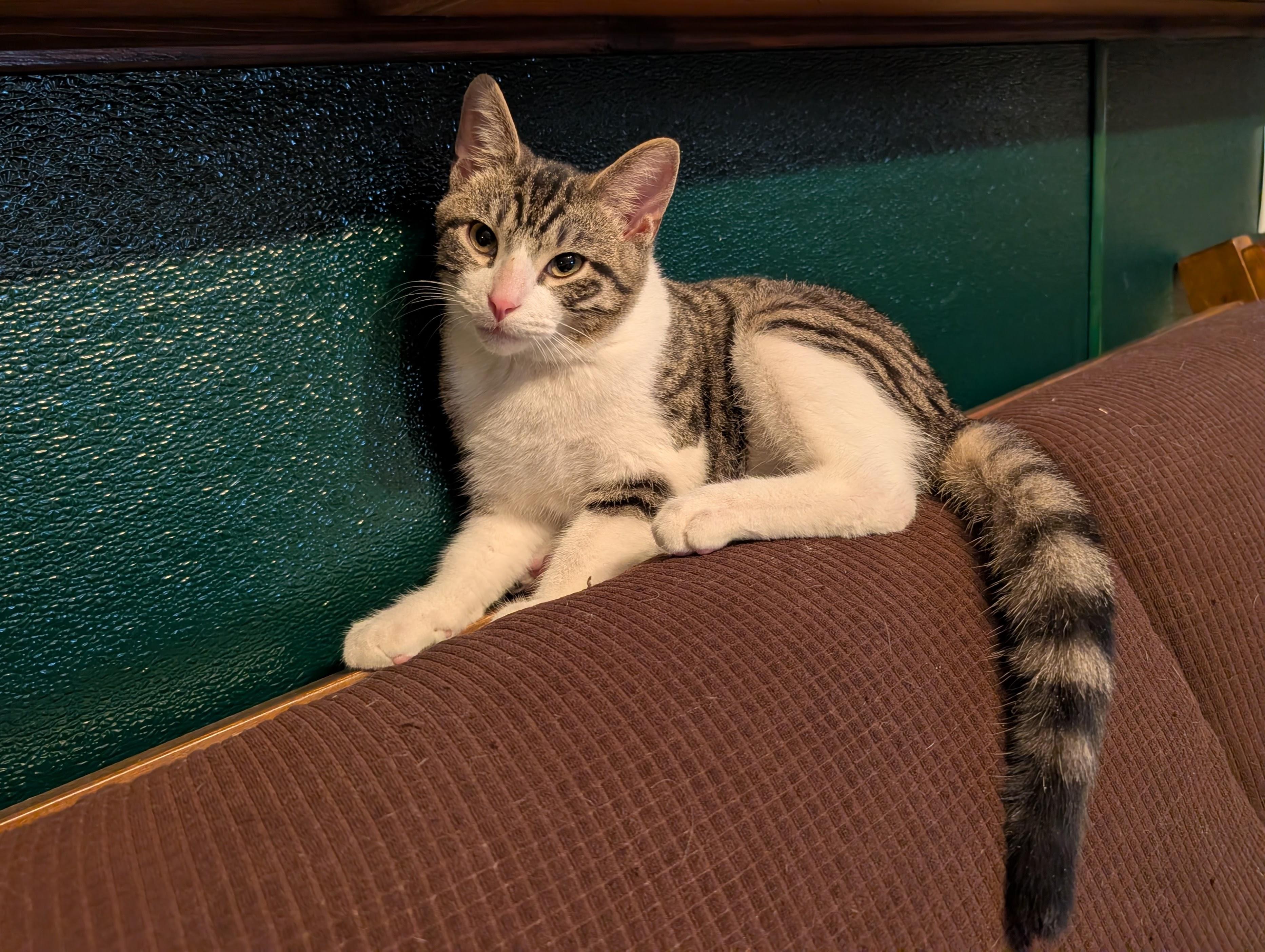 Enlarge Ezekiel, a ADOPTABLE Domestic Short Hair in Grayslake, IL image 4/5