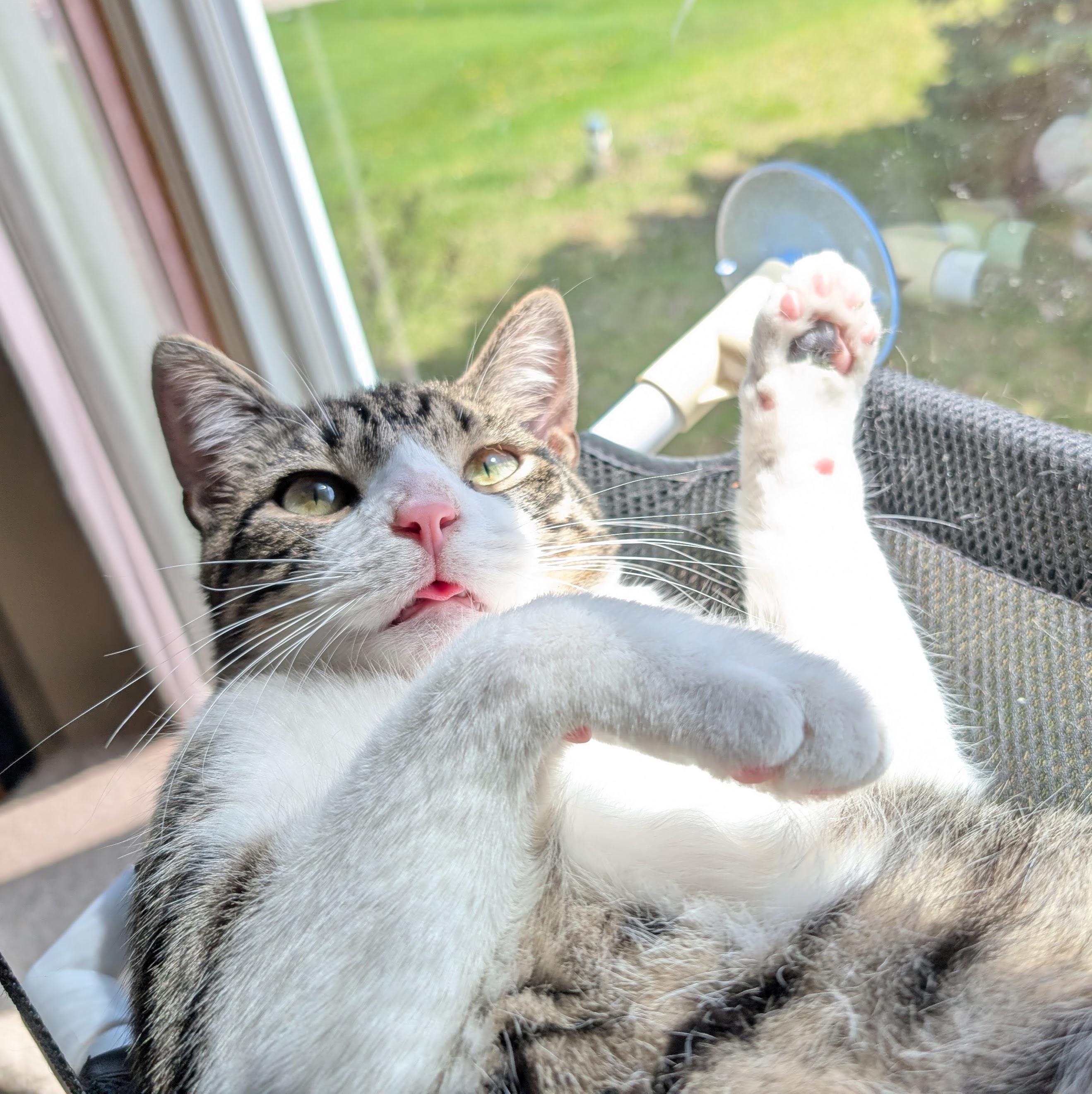 Ezekiel, ADOPTABLE, Young Male Domestic Short Hair.