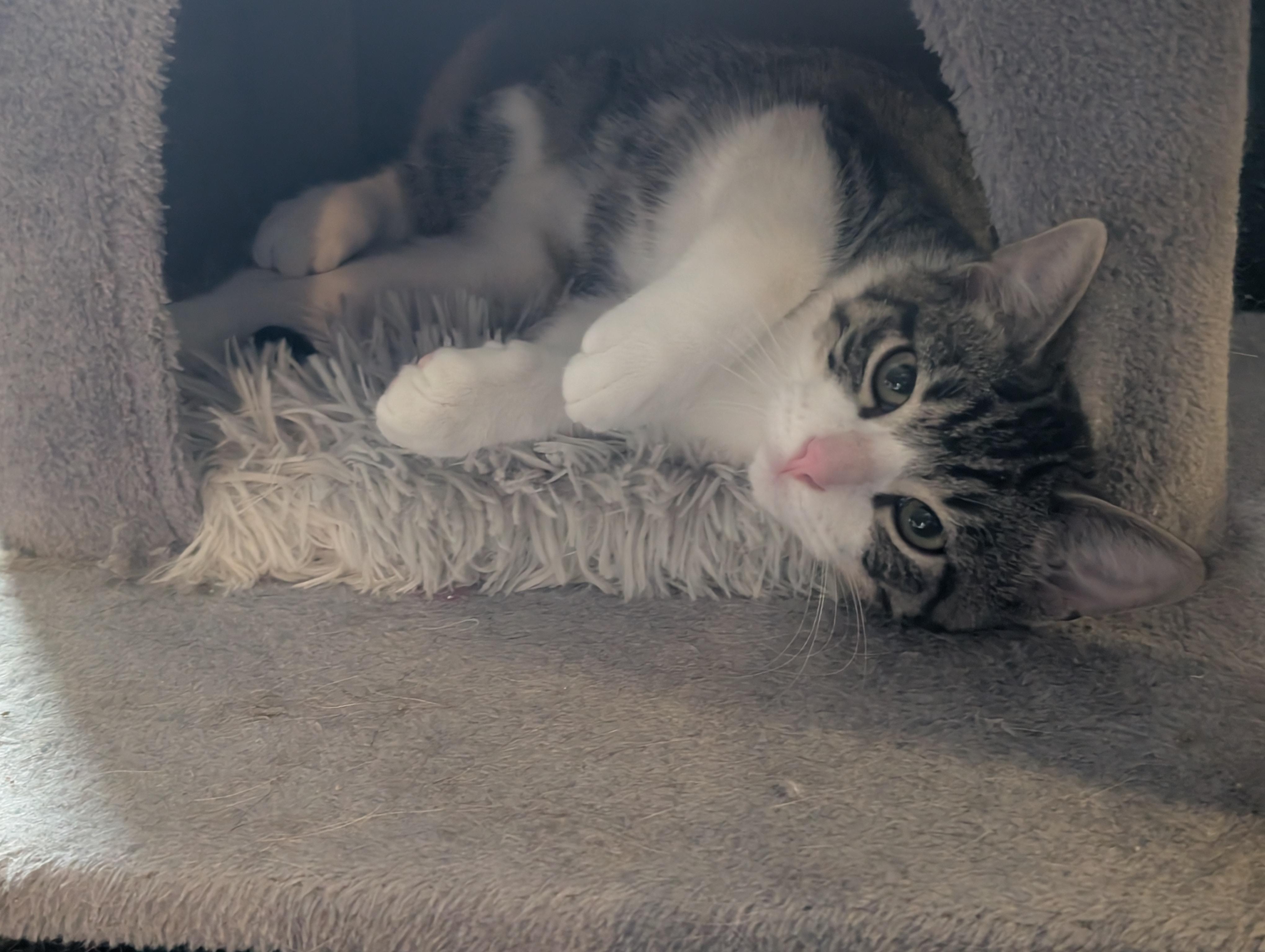 Ezekiel, a ADOPTABLE Domestic Short Hair in Grayslake, IL image 2/4