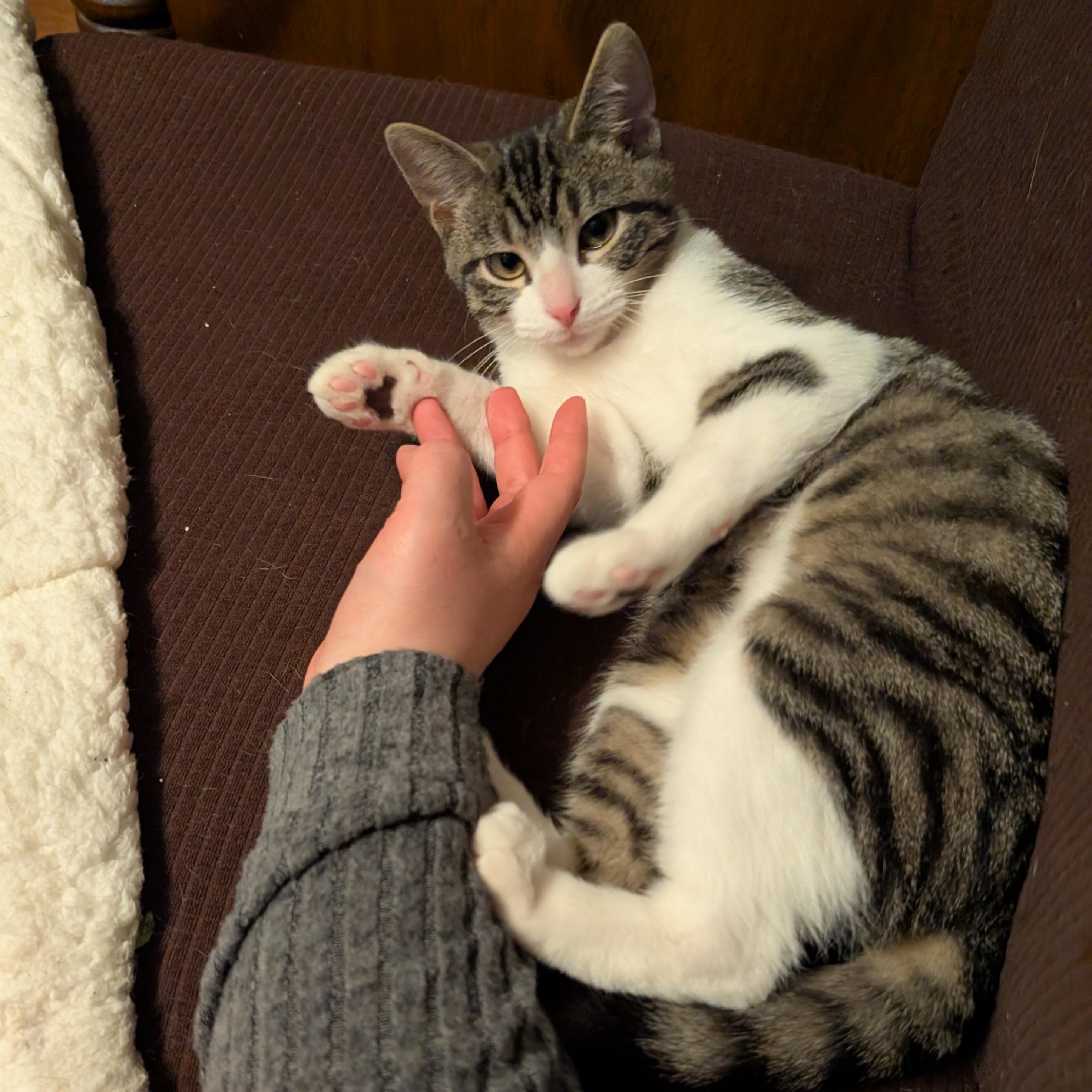 Ezekiel, a ADOPTABLE Domestic Short Hair in Grayslake, IL image 3/4