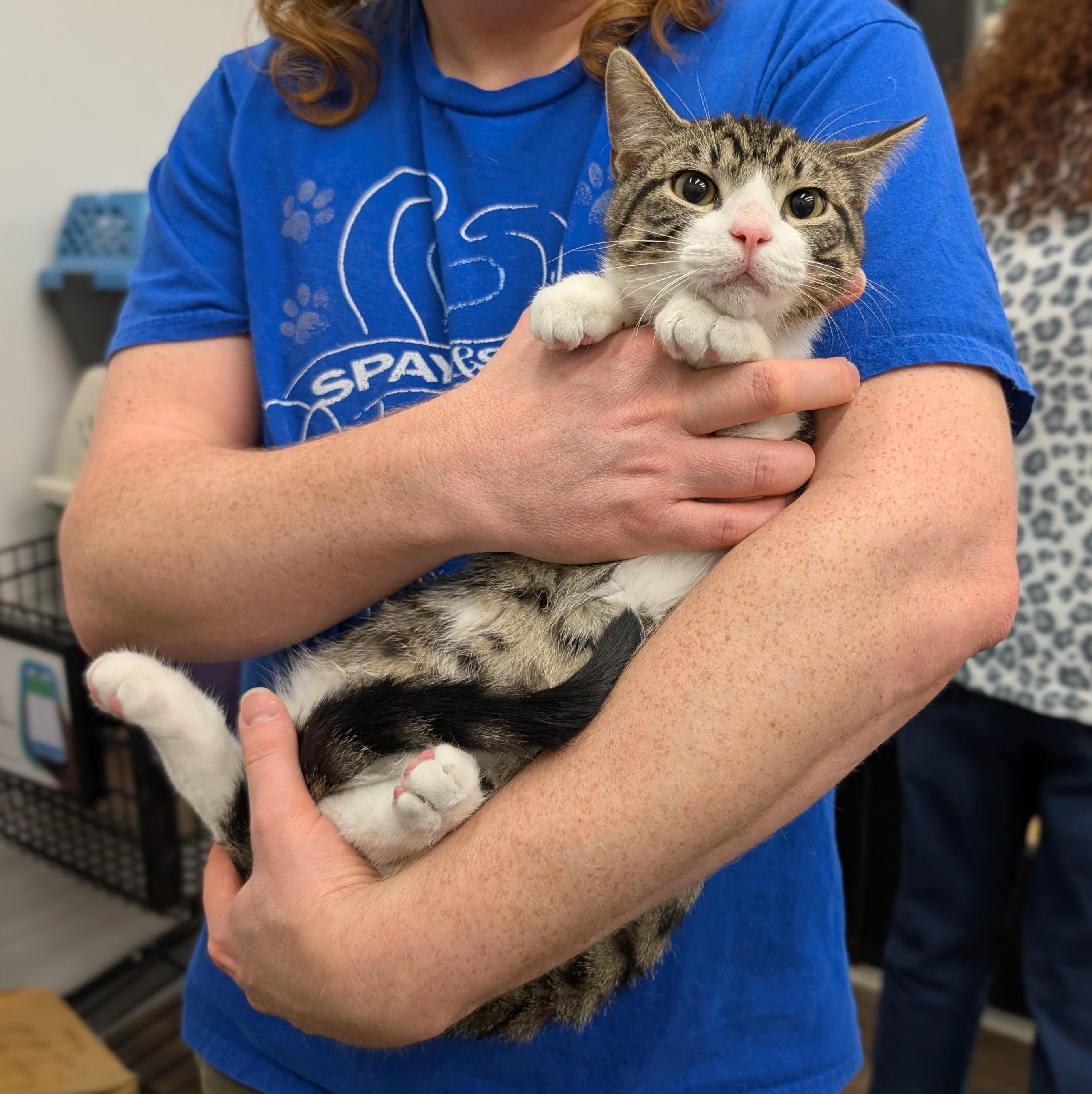 Enlarge Ezekiel, a ADOPTABLE Domestic Short Hair in Grayslake, IL image 1/6