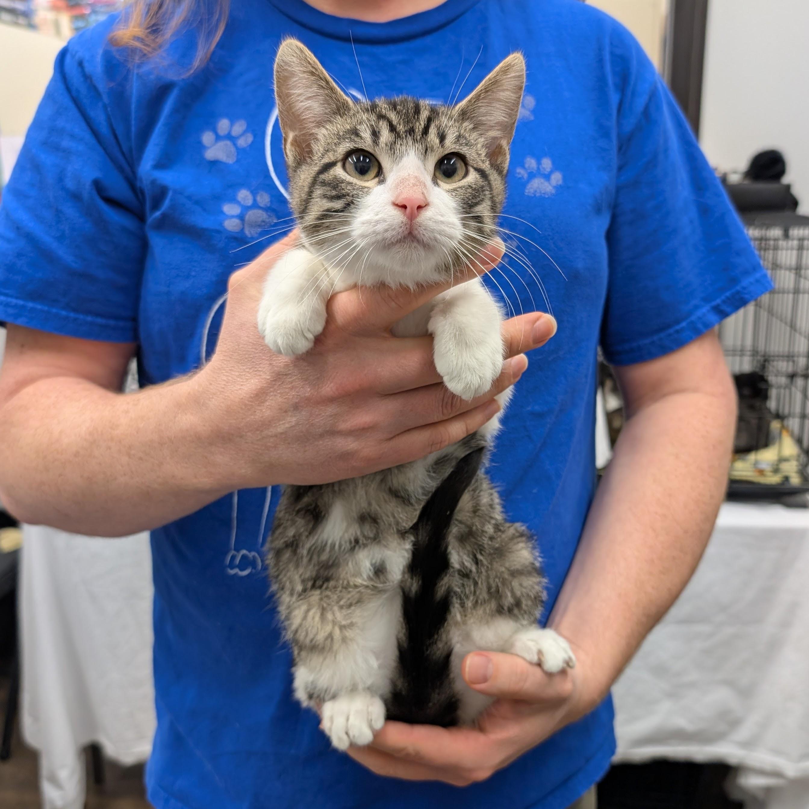 Ezekiel, a ADOPTABLE Domestic Short Hair in Grayslake, IL image 4/4