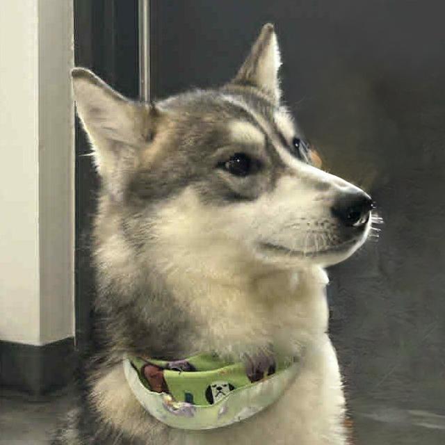 Duffy, Adoptable, Young Male Husky.