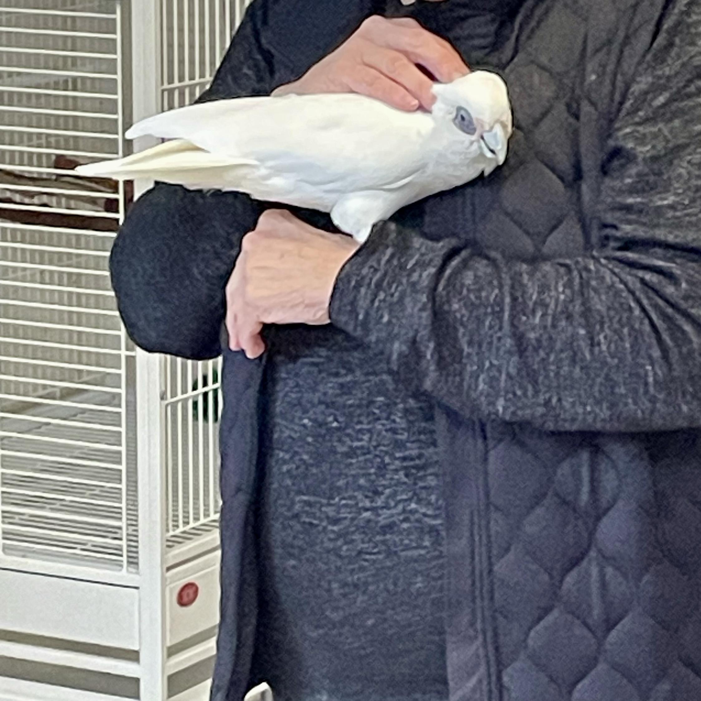 Enlarge Kiki, a ADOPTABLE Cockatoo in San Diego, CA image 3/3