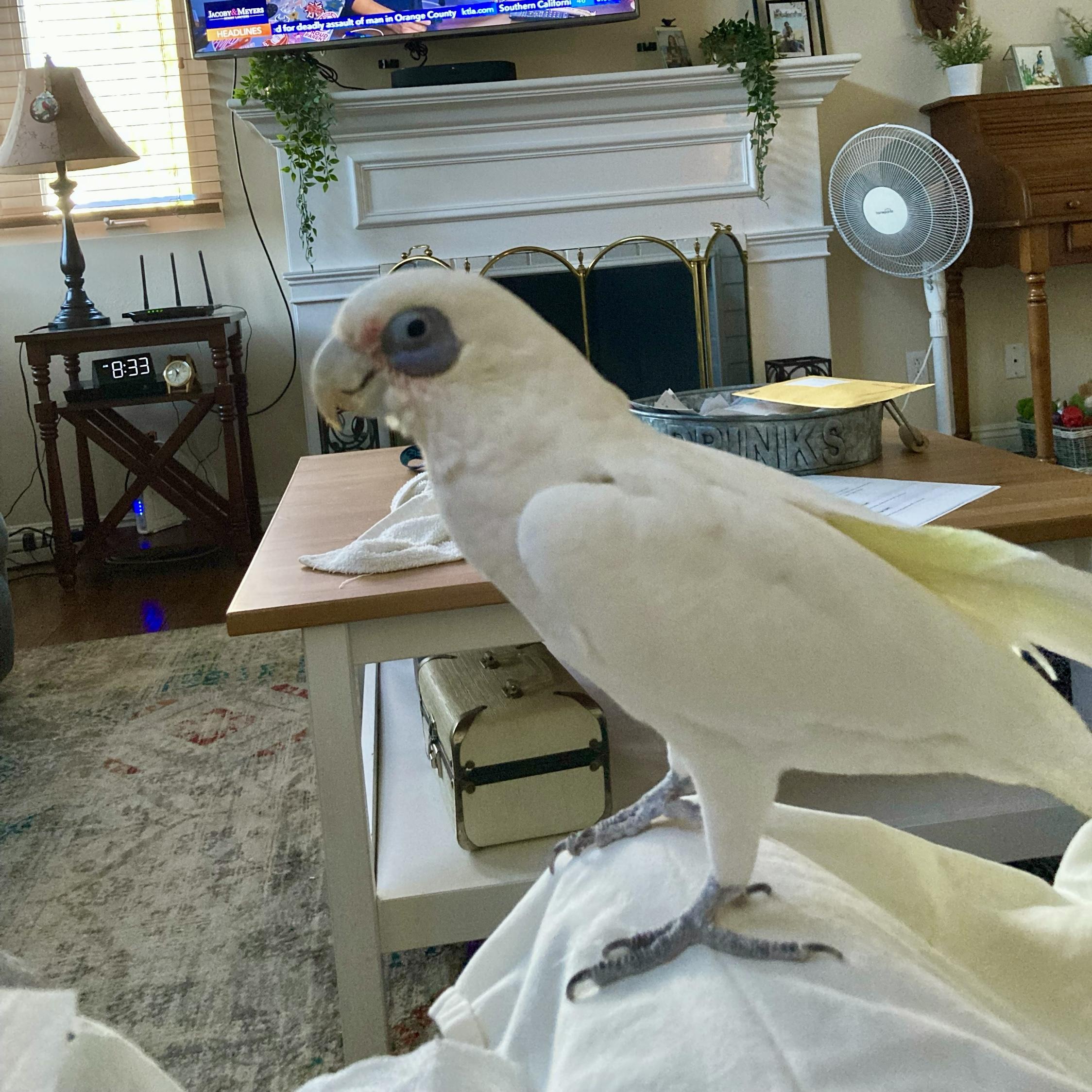 Kiki, ADOPTABLE, Adult Female Cockatoo.