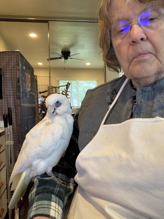 Enlarge Kiki, a ADOPTABLE Cockatoo in San Diego, CA image 4/5