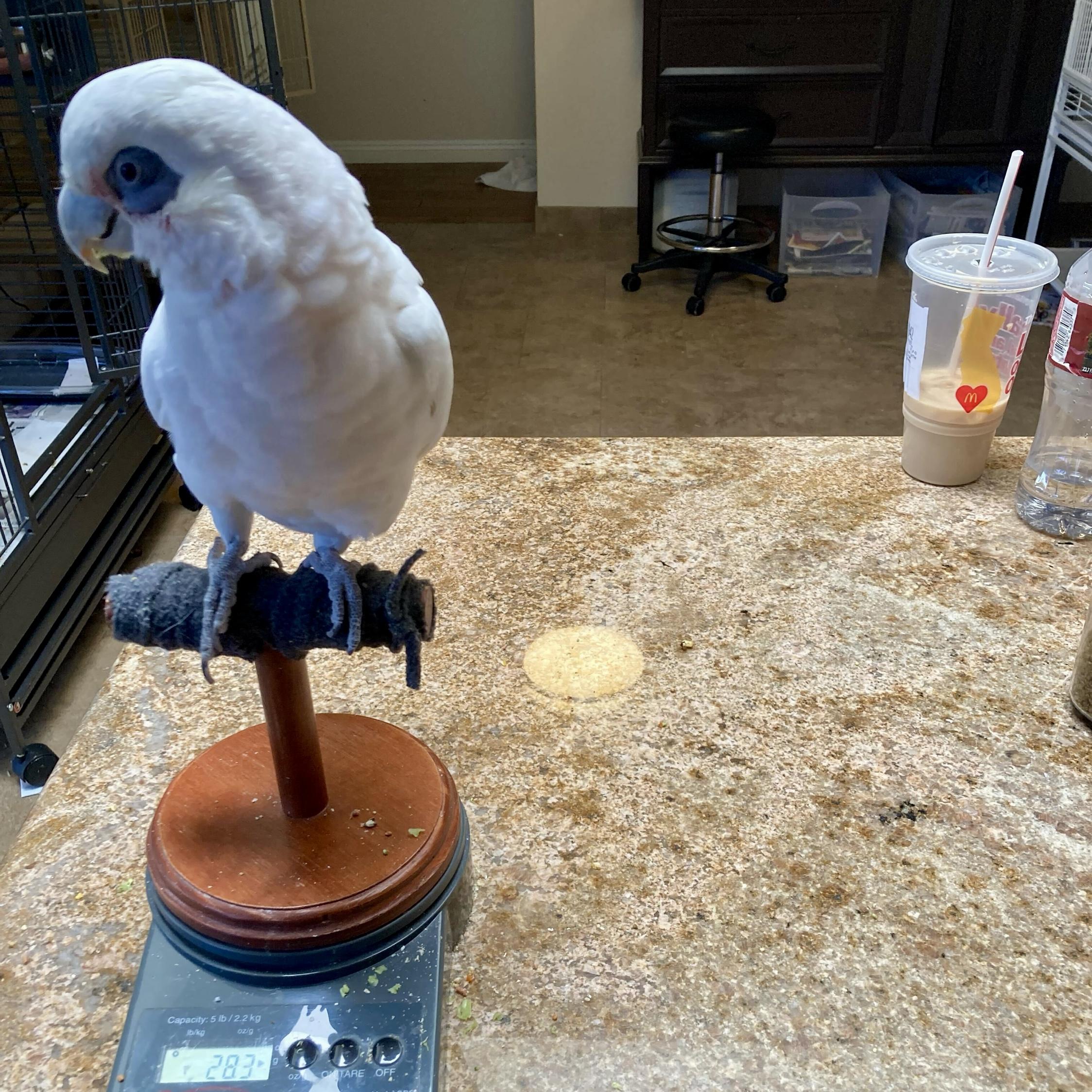 Enlarge Kiki, a ADOPTABLE Cockatoo in San Diego, CA image 2/3