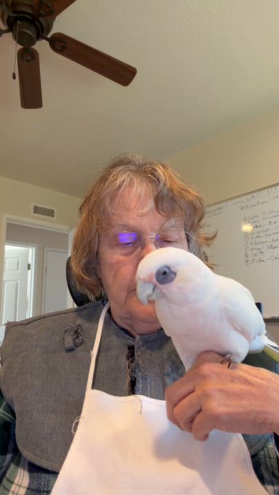 Enlarge Kiki, a ADOPTABLE Cockatoo in San Diego, CA video 5/5