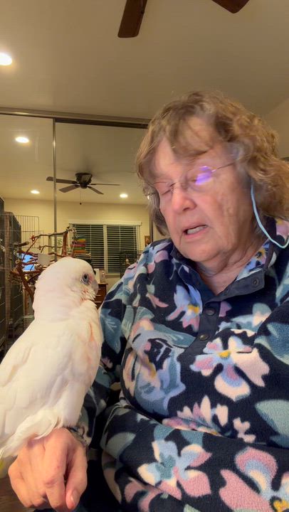 Enlarge Kiki, a ADOPTABLE Cockatoo in San Diego, CA video 2/4