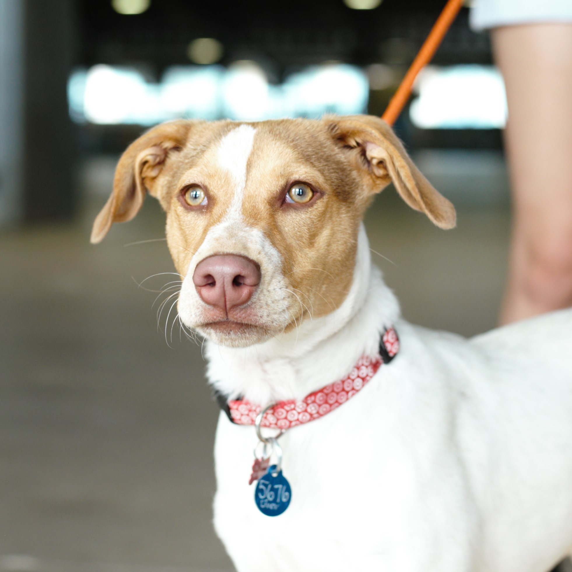 Diva, Adoptable, Young Female Pointer.