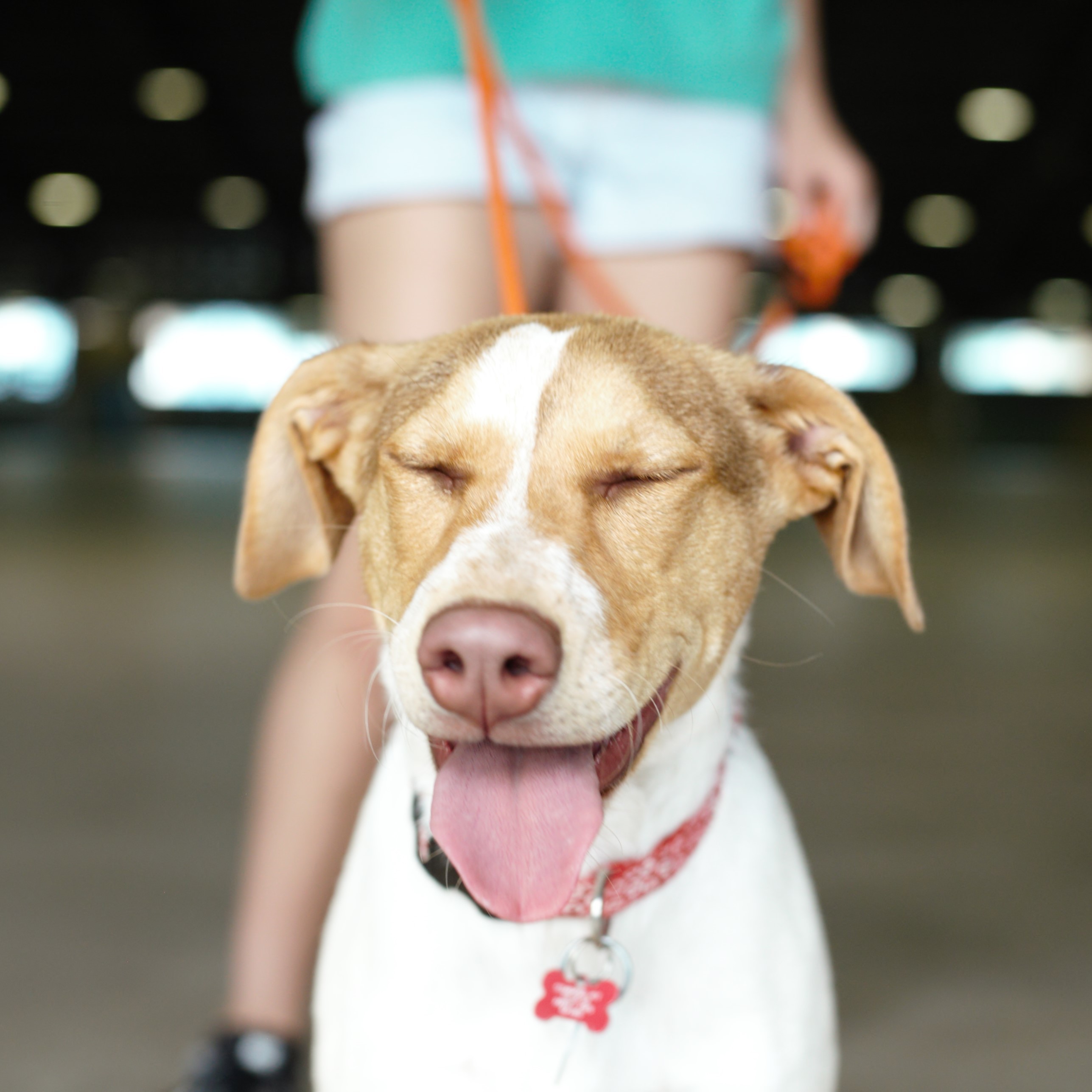 Enlarge Diva, a Adoptable Pointer in Tulsa, OK image 2/12