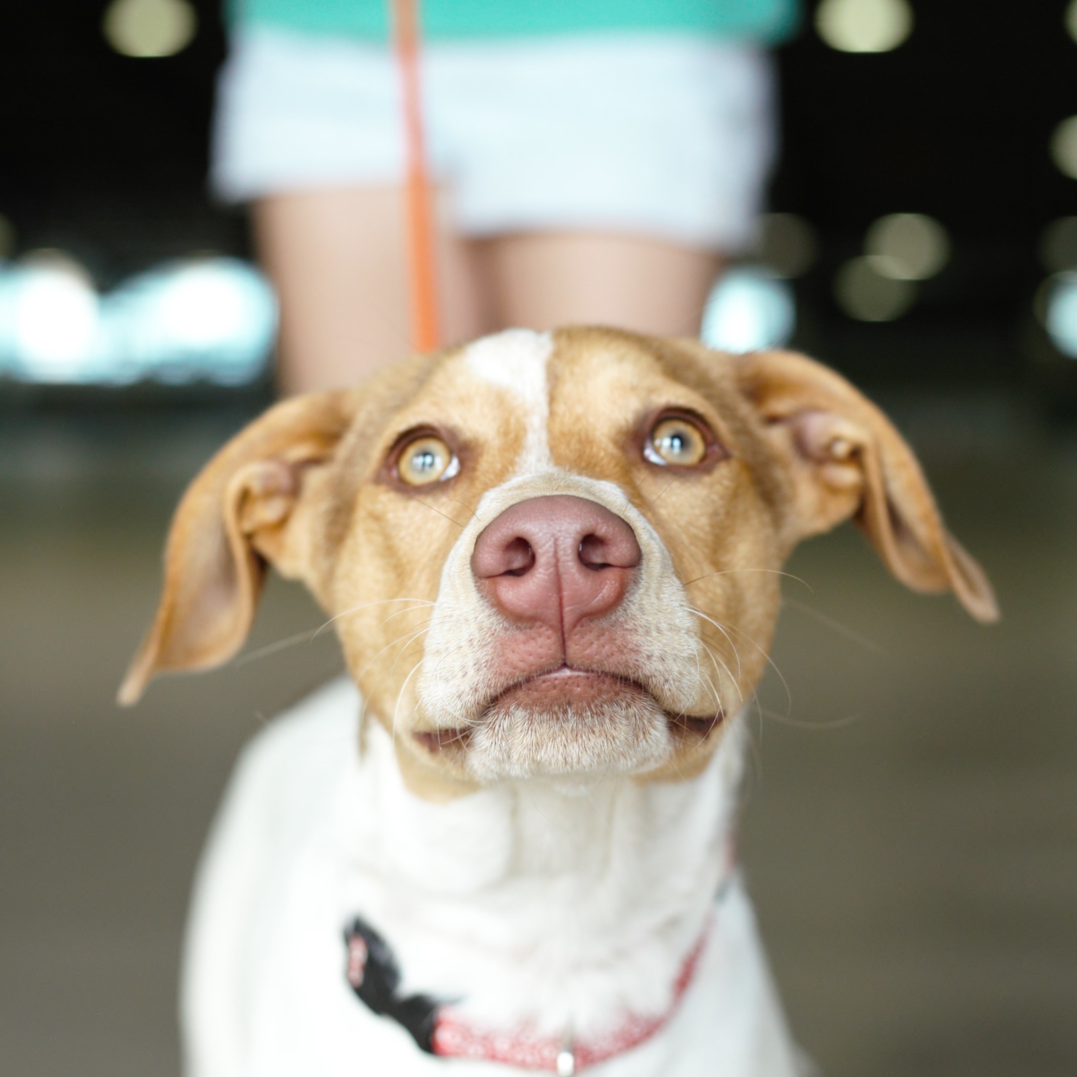 Enlarge Diva, a Adoptable Pointer in Tulsa, OK image 3/12