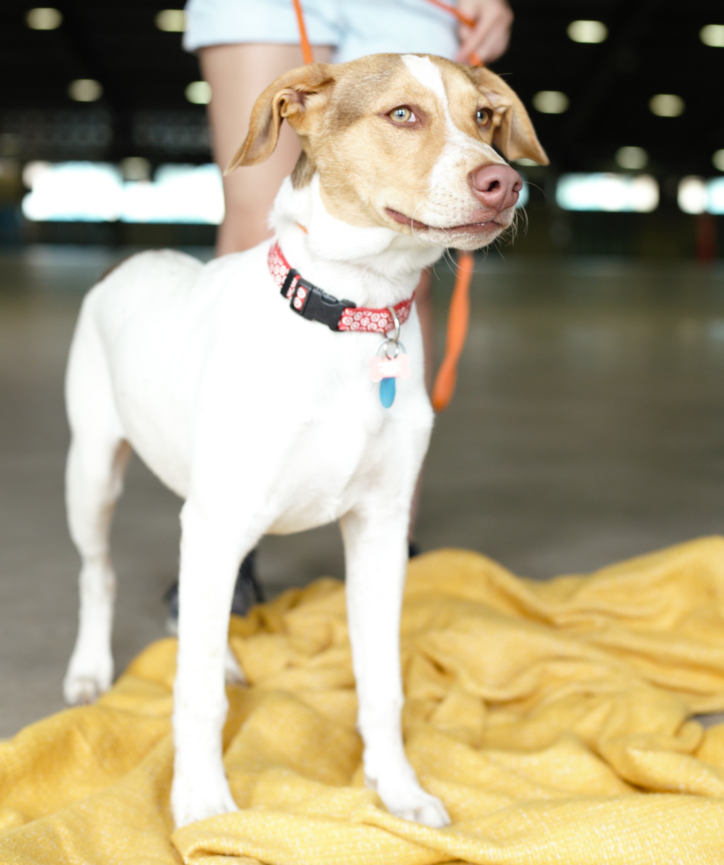 Enlarge Diva, a Adoptable Pointer in Tulsa, OK image 4/12