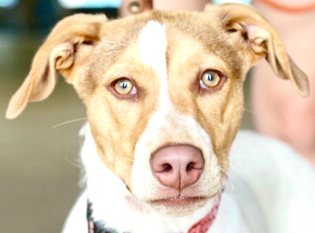 Enlarge Diva, a Adoptable Pointer in Tulsa, OK image 5/12