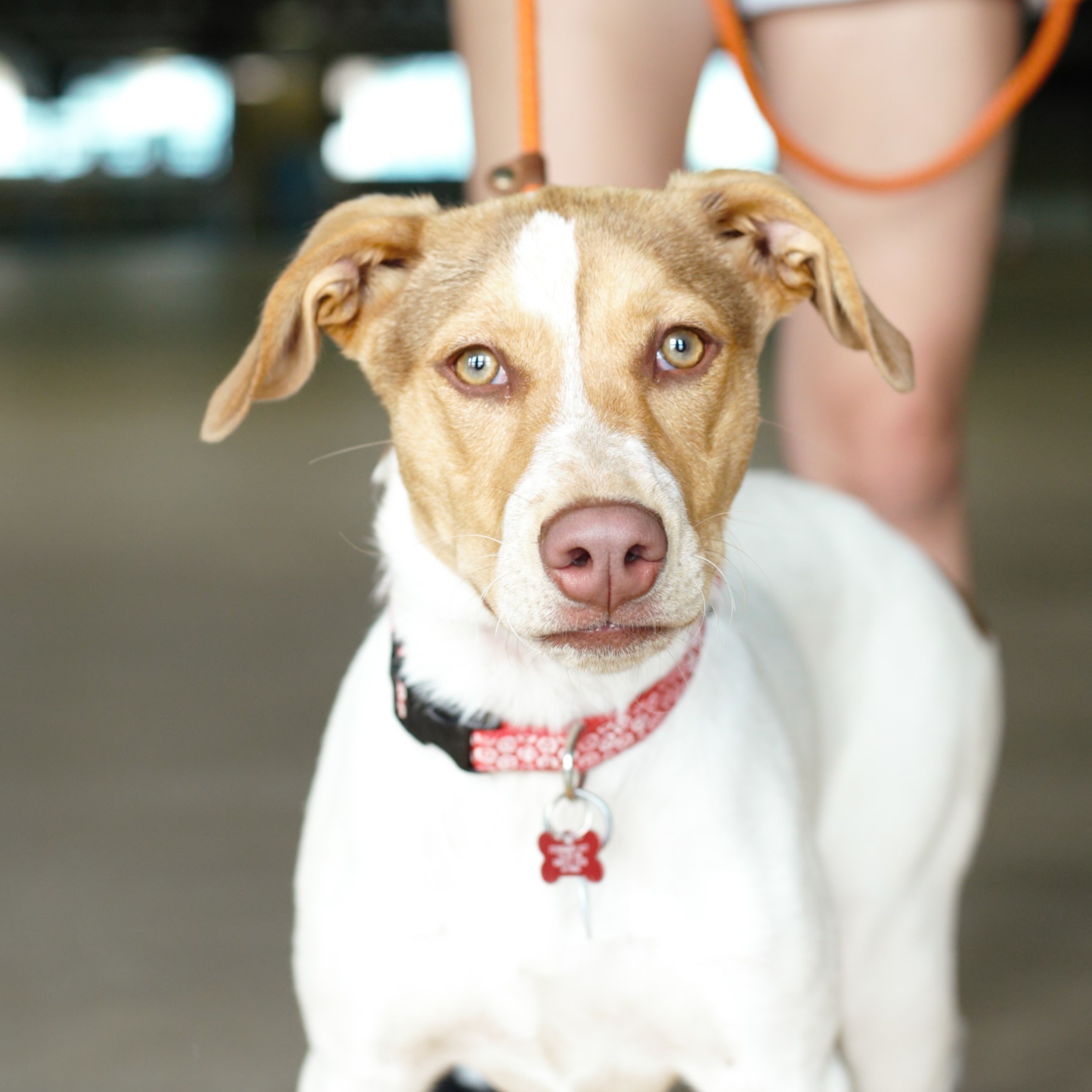 Enlarge Diva, a Adoptable Pointer in Tulsa, OK image 6/12