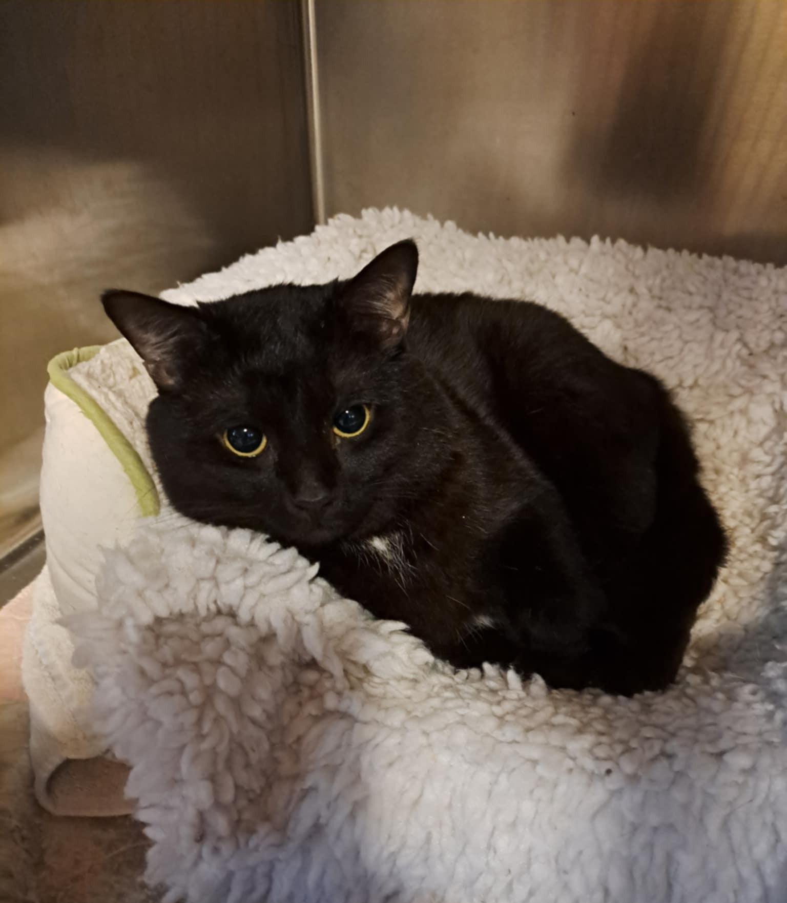 Plum, a Adoptable Domestic Short Hair in Palgrave, ON image 2/2