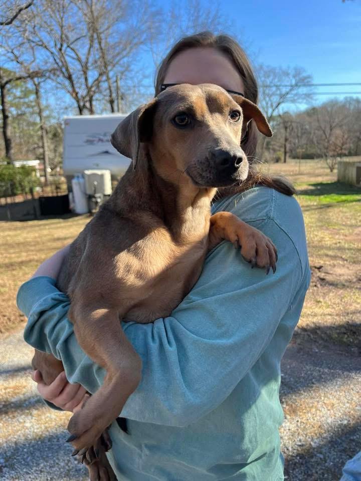 Enlarge Pumpkin, a Adoptable mixed breed in Calera, AL image 3/6