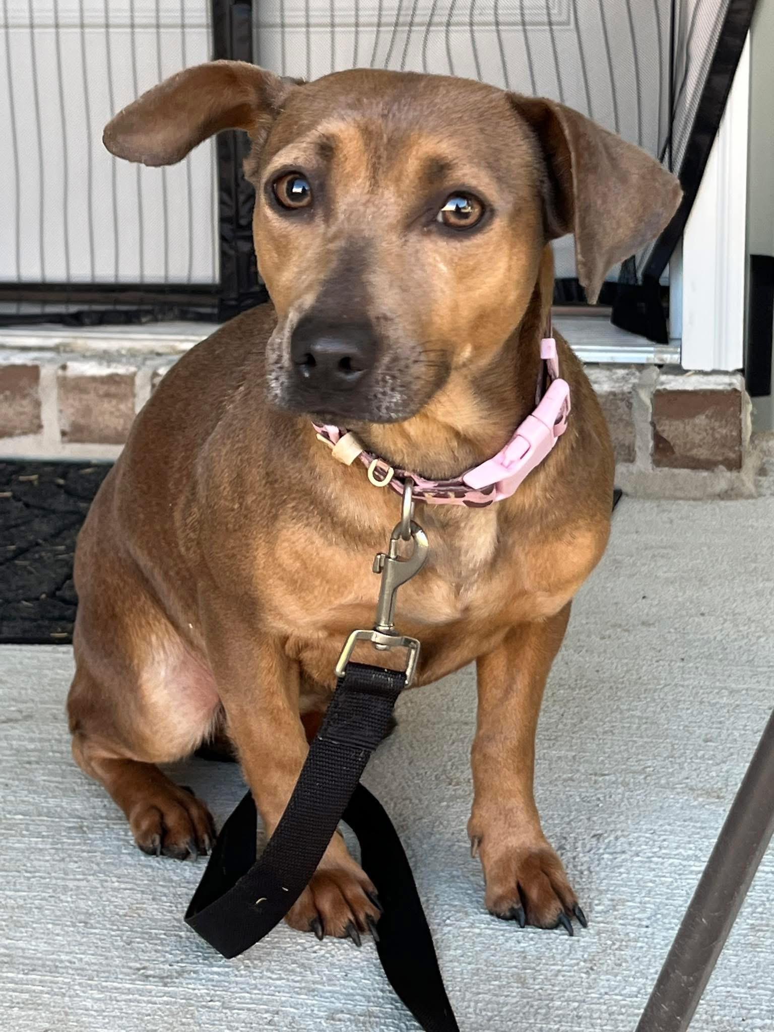 Enlarge Pumpkin, a Adoptable mixed breed in Calera, AL image 2/6
