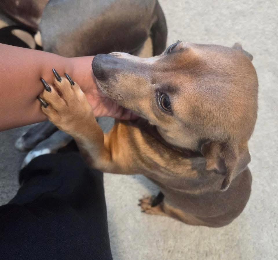 Enlarge Pumpkin, a Adoptable mixed breed in Calera, AL image 6/6