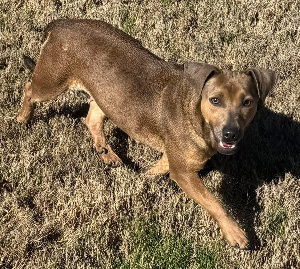 Enlarge Pumpkin, a Adoptable mixed breed in Calera, AL image 4/6