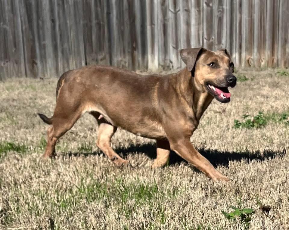 Enlarge Pumpkin, a Adoptable mixed breed in Calera, AL image 5/6