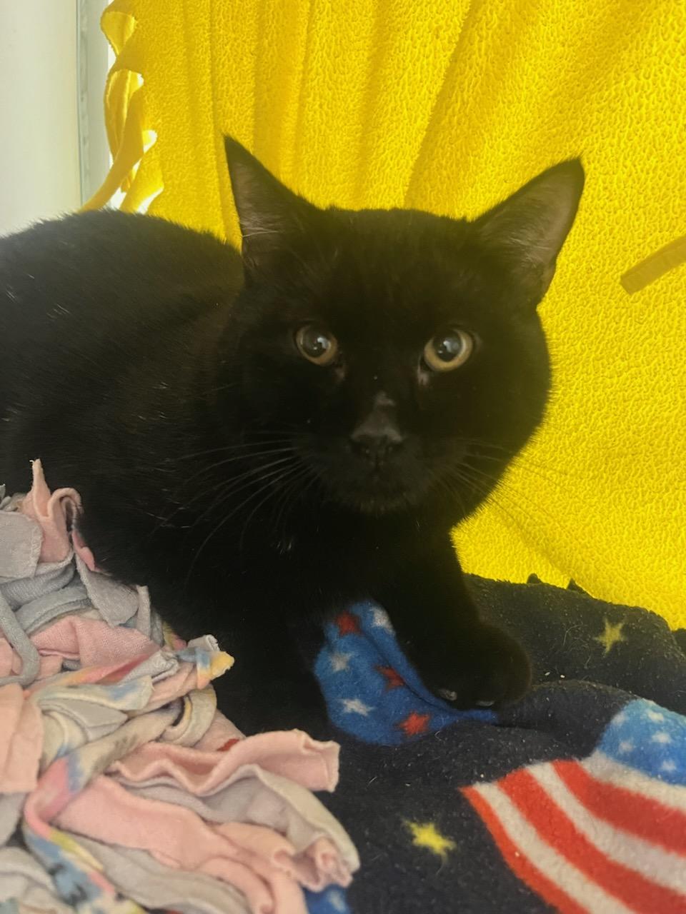 Enlarge Malcolm (ID 49373/4025), a ADOPTABLE Domestic Short Hair in Manassas, VA image 1/1