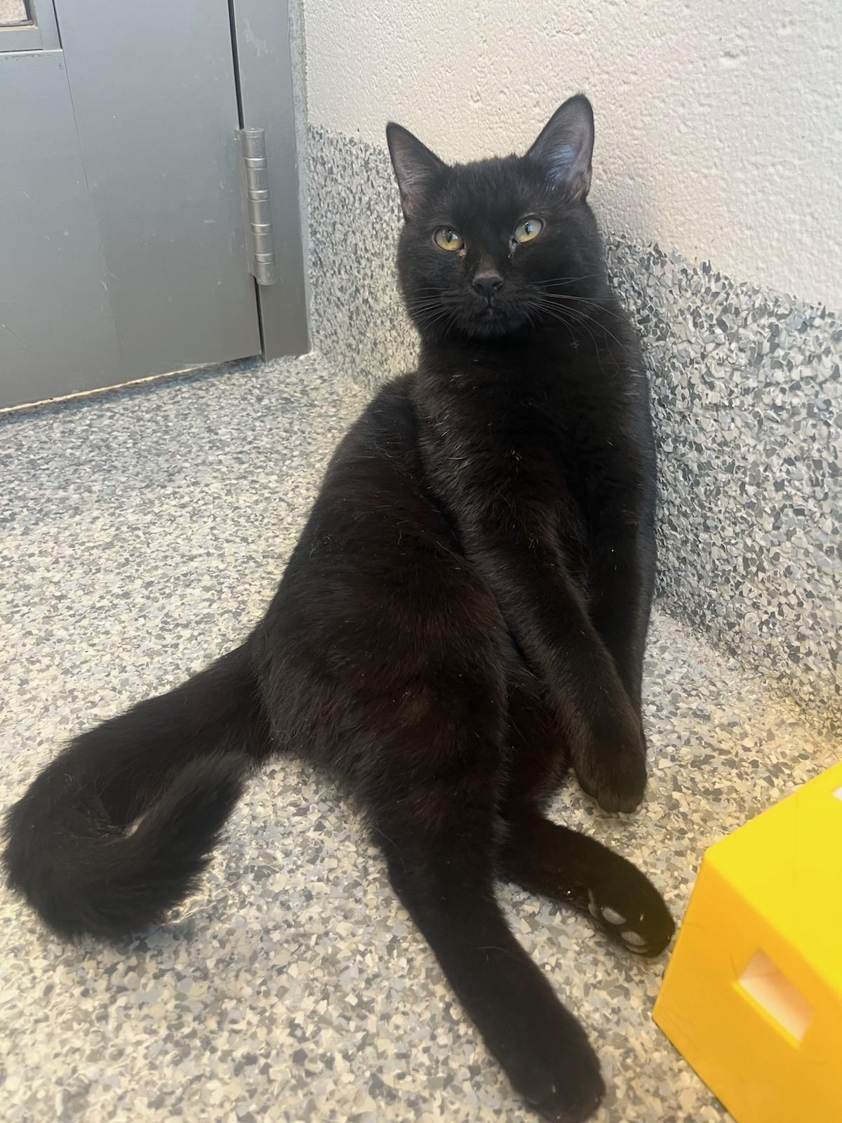 Enlarge Malcolm (ID 49373/4025), an adopted Domestic Short Hair in Manassas, VA image 1/3