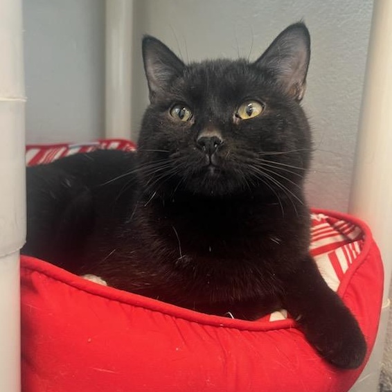 Enlarge Malcolm (ID 49373/4025), an adopted Domestic Short Hair in Manassas, VA image 2/3