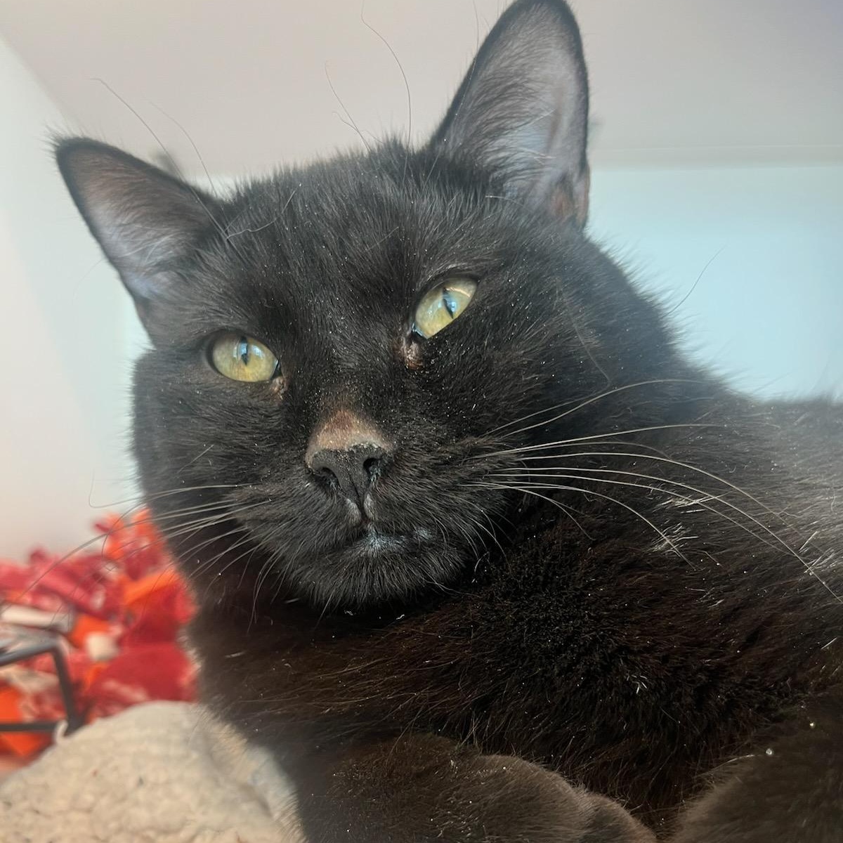 Malcolm (ID 49373/4025), ADOPTABLE, Adult Male Domestic Short Hair.