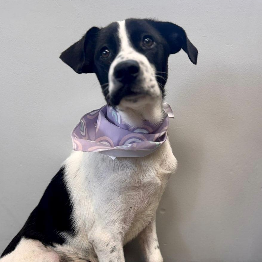 Florence, ADOPTABLE, Puppy Female Hound.