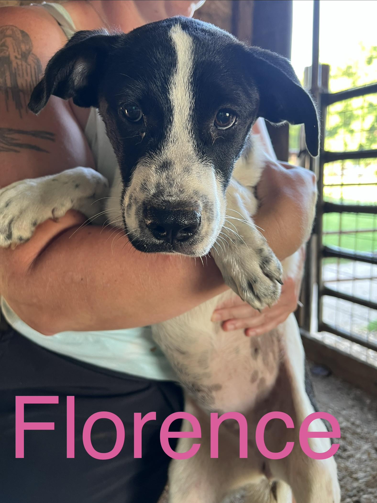 Enlarge Florence, a ADOPTABLE mixed breed in Zimmerman, MN image 2/2