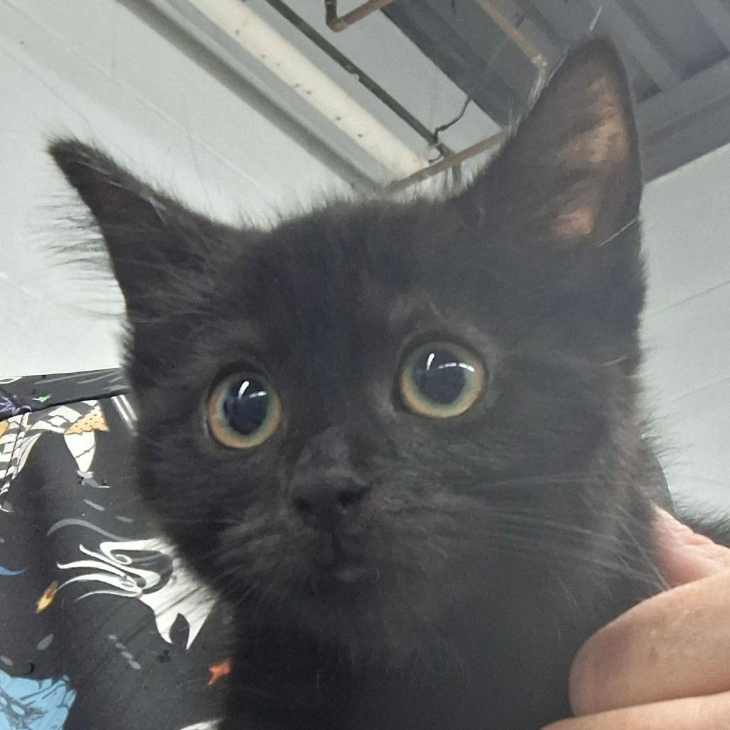 Enlarge Dora, a Adoptable Domestic Short Hair in Zanesville, OH image 1/2