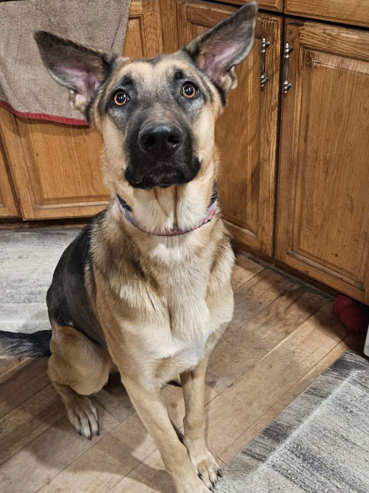 Enlarge Bo Nix, a Adopted German Shepherd Dog in Lakewood, CO image 1/3