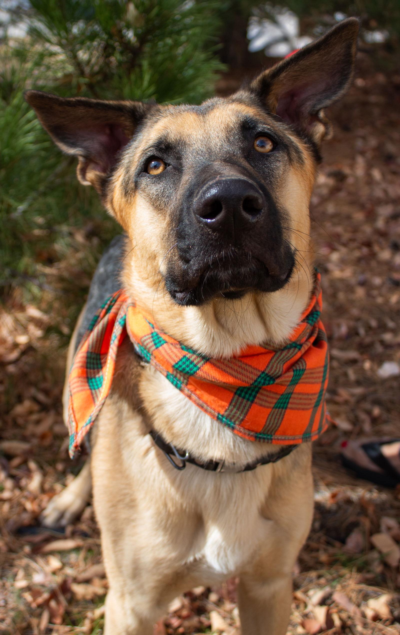 Enlarge Bo Nix, a Adopted German Shepherd Dog in Lakewood, CO image 2/3