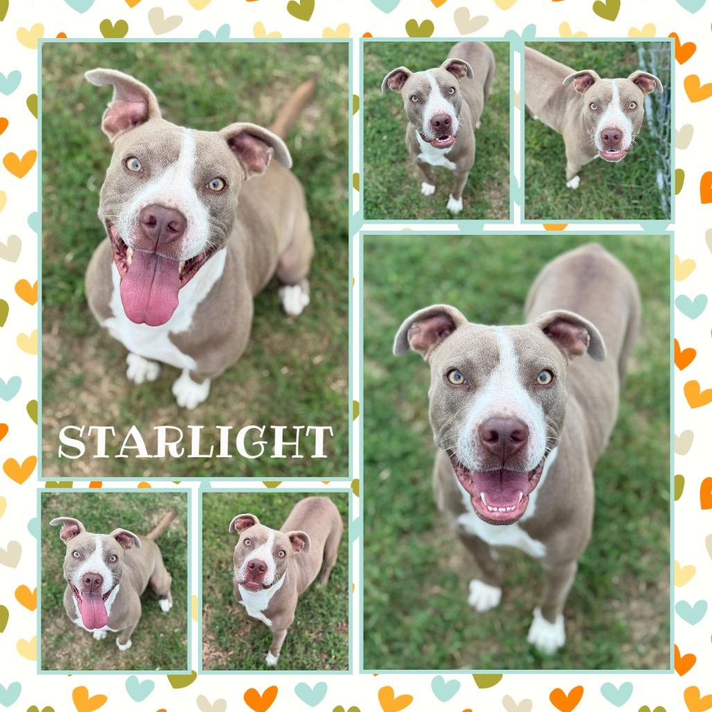 Starlight, Adoptable, Adult Female Pit Bull Terrier.