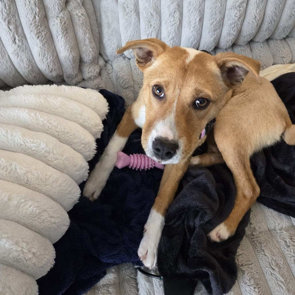 Enlarge Vizzini, a Adoptable Mixed Breed in Coon Rapids, MN image 1/6