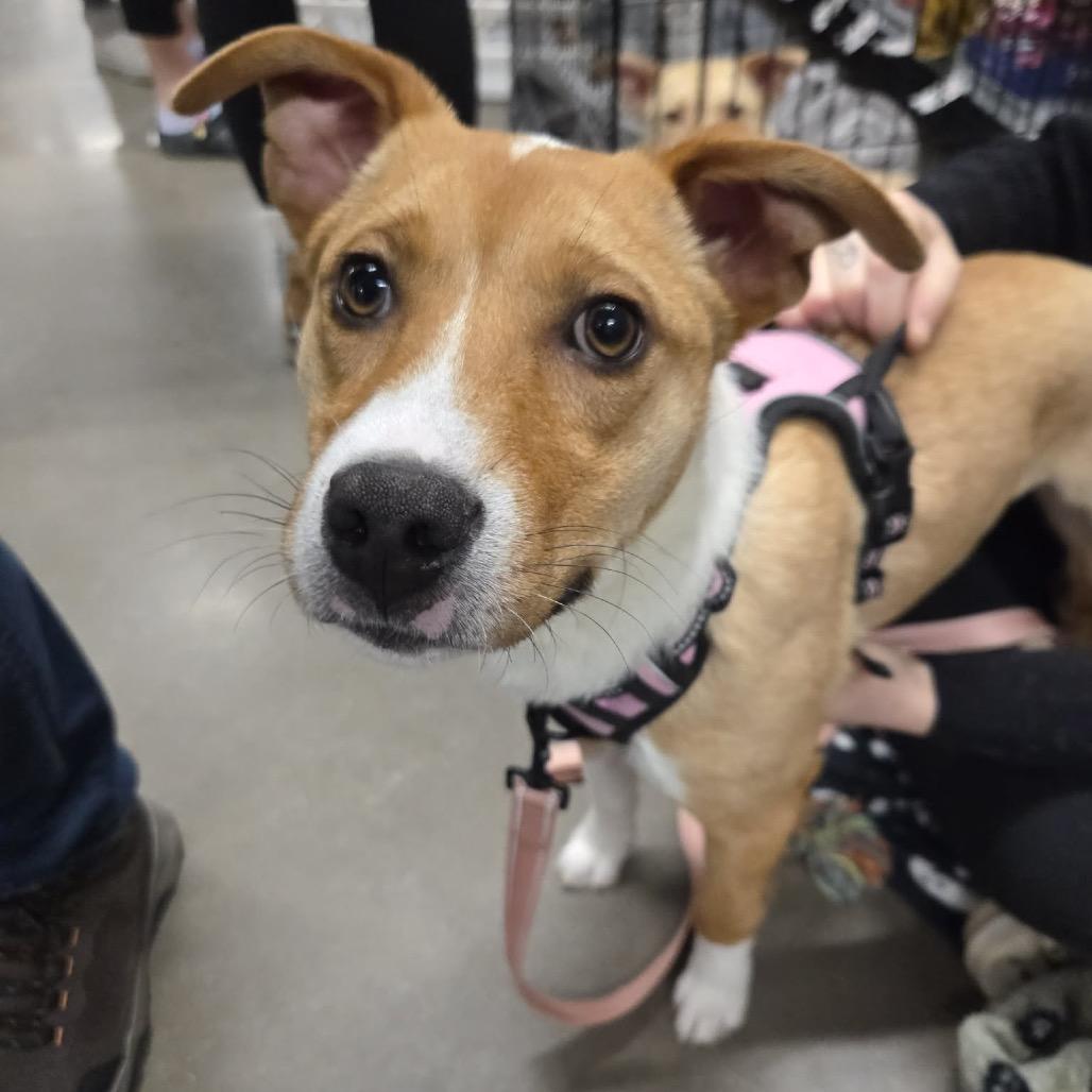 Enlarge Vizzini, a Adoptable Mixed Breed in Coon Rapids, MN image 3/6