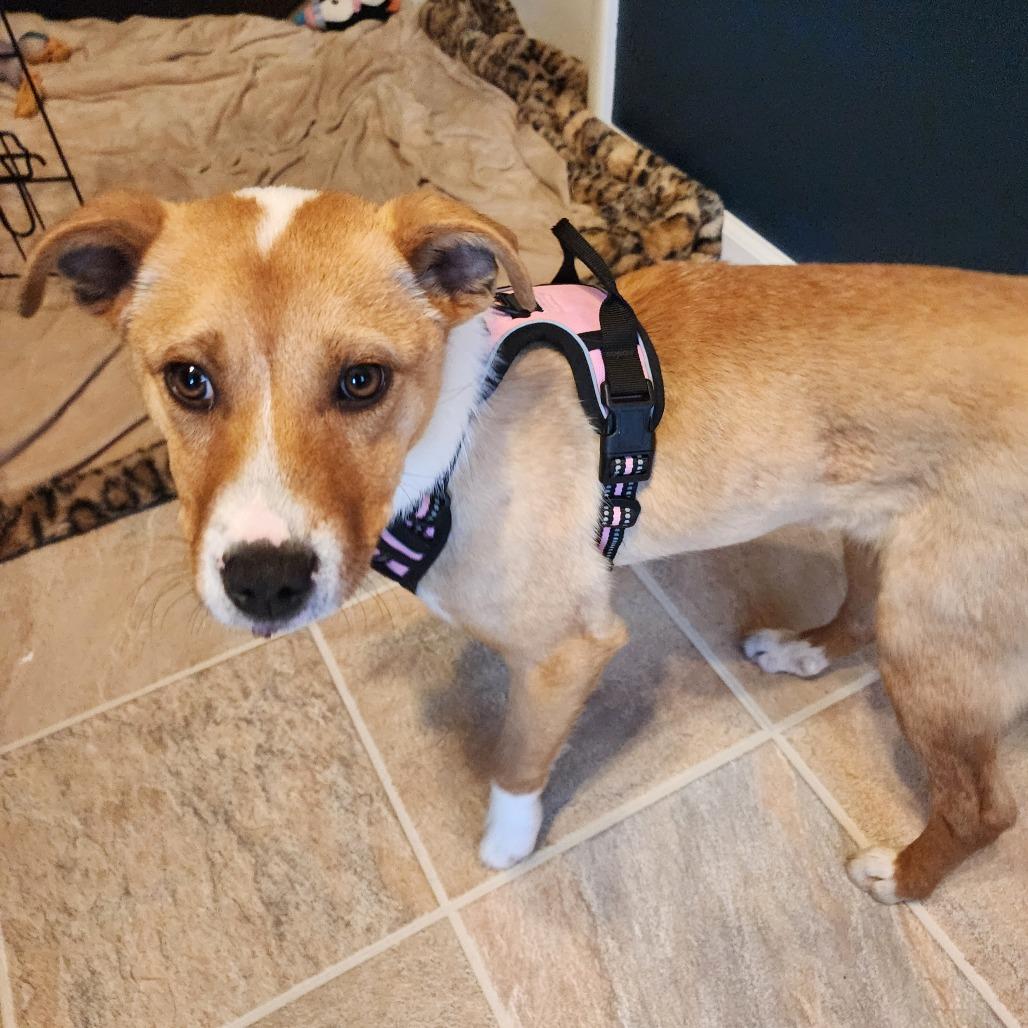 Enlarge Vizzini, a Adoptable Mixed Breed in Coon Rapids, MN image 5/6
