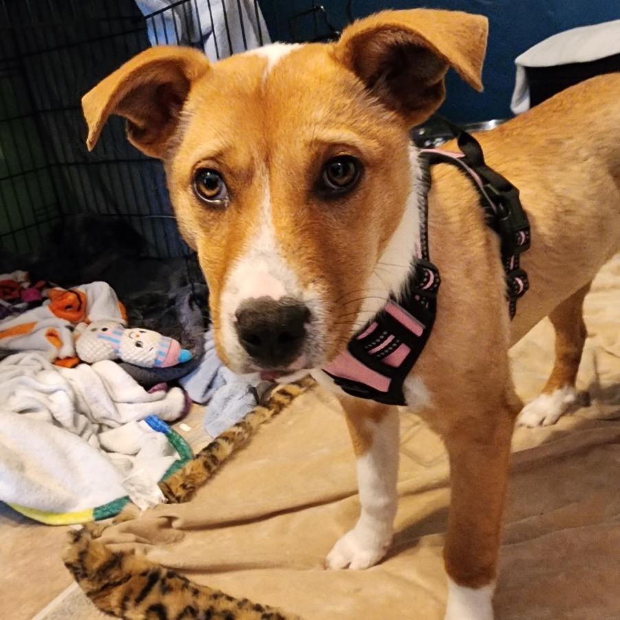 Enlarge Vizzini, a Adoptable Mixed Breed in Coon Rapids, MN image 6/6