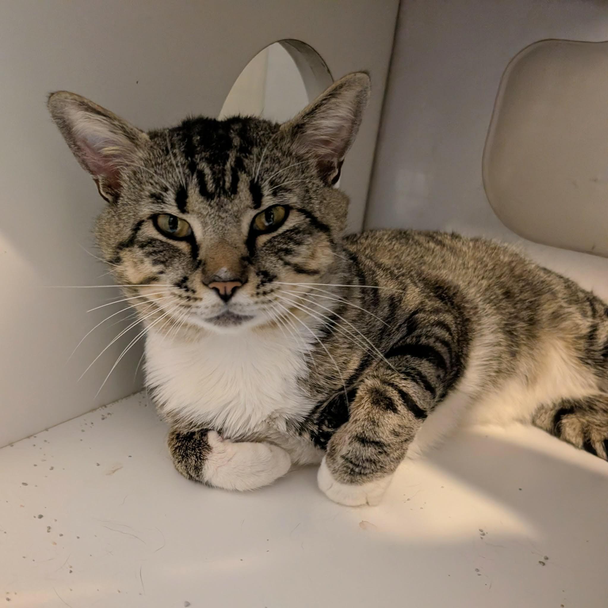 Louis Vuitton, an adopted Domestic Short Hair in West Palm Beach, FL image 2/4