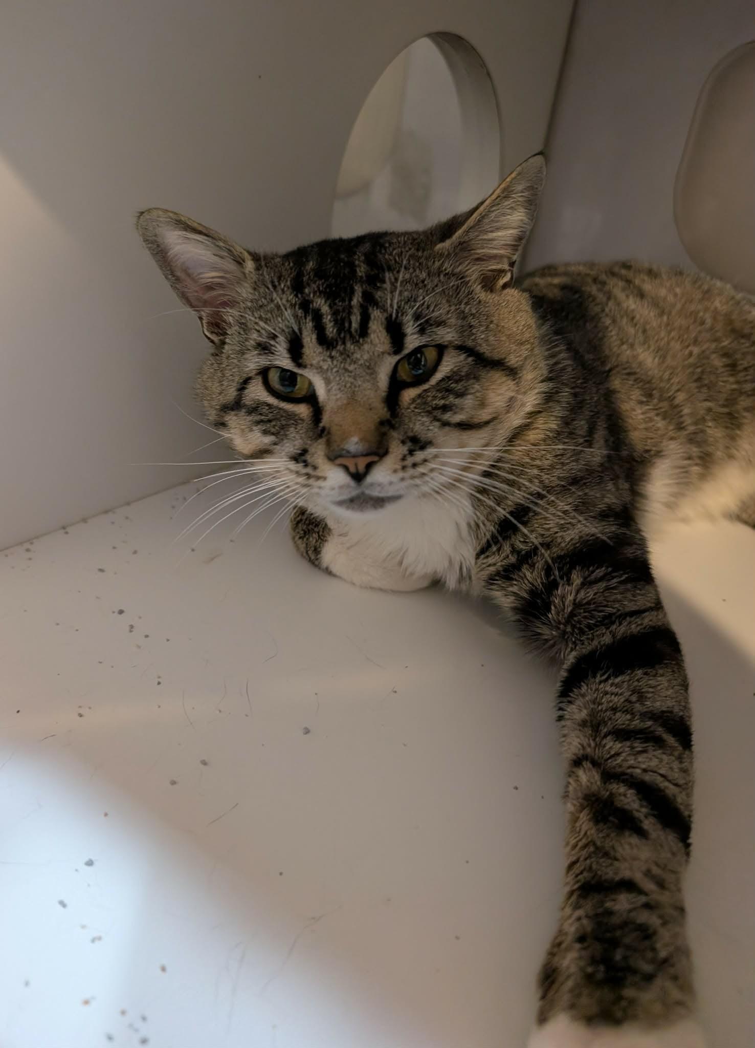 Louis Vuitton, an adopted Domestic Short Hair in West Palm Beach, FL image 3/4